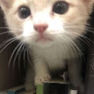 Meet your Posher, Khánh